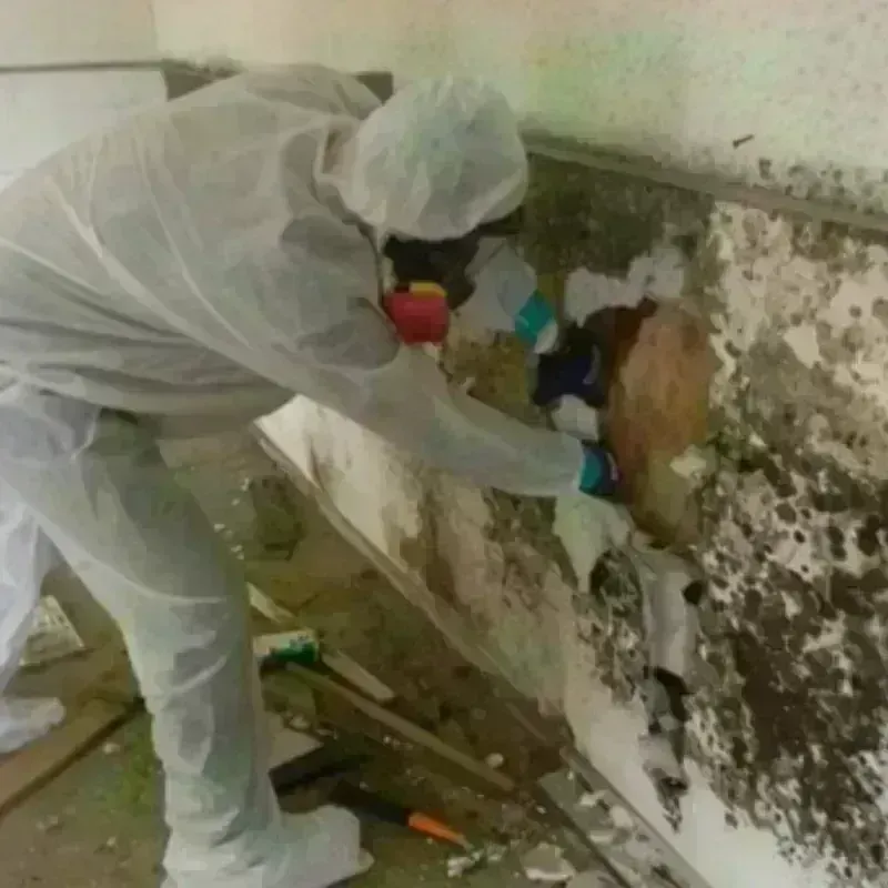 Mold Remediation and Removal in Aledo, TX